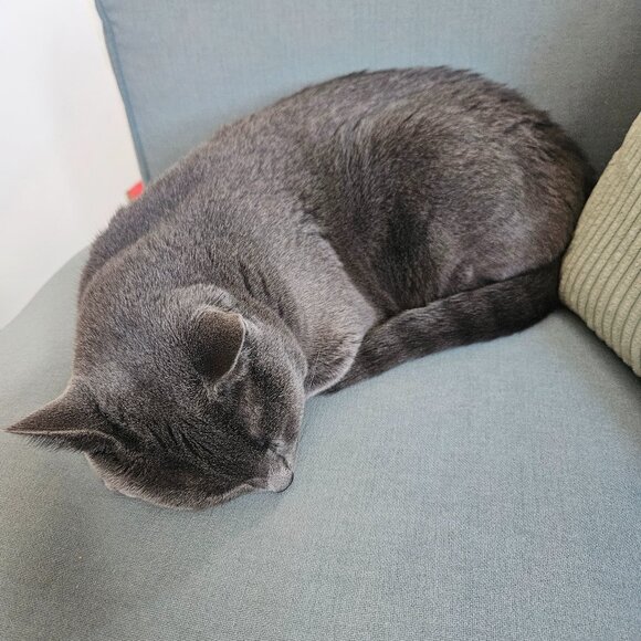 Meet your Posher, Mina - Picture 1 of 1